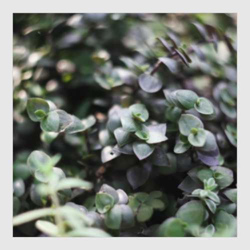 Постер с принтом зеленый мираж