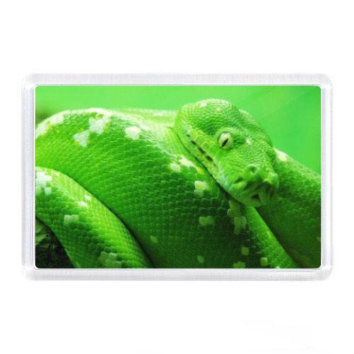 Магнит с принтом Год змеи