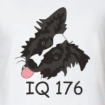 бордер колли