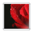 Романтичная роза