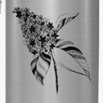 Ветка сирени