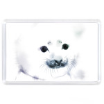 Малыш тюлень