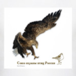 Орлан-белохвост