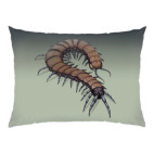 Сколопендра макро