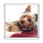 Собачка по имени Филя