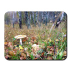 Берёзовый  лес