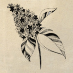 Ветка сирени