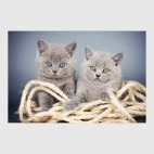 Милые котики, коты и котята