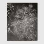 Холст 60 х 75 см Неспящие