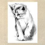 Котёнок
