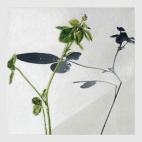 Клевер 3. Картина маслом