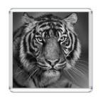 Глаза тигра