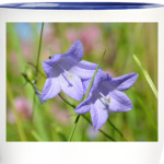 Колокольчики