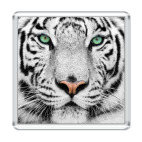 «Tigris»