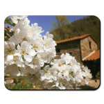 Тоскана. Цветущая черешня