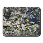 яблоневый цвет