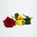 Уточка и роза