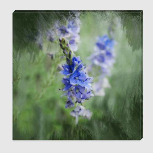 Холст с принтом Veronica teucrium - Вероника дубровник