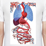 Внутренние органы