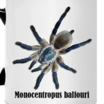Balfouri