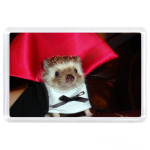 Дракула ёжик