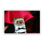 Дракула ёжик