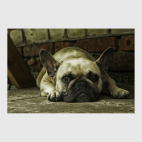 Французский бульдог