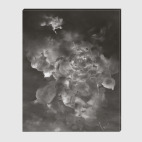 Холст 60 х 75 см Роза