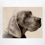 Грустный пес