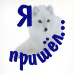 Полярный песец. Белый и пушистый.