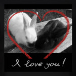 Зайцы-кролики