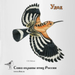 Летящий удод