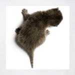 Котенок карабкается по спине