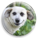 Собака - улыбака