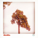 Лесная красавица