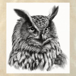 Совы. Совушки. Owl. Owls.