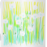 Одуванчики