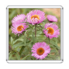 Маргаритки