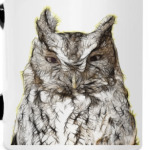 Совы. Совушки. Owl. Owls.