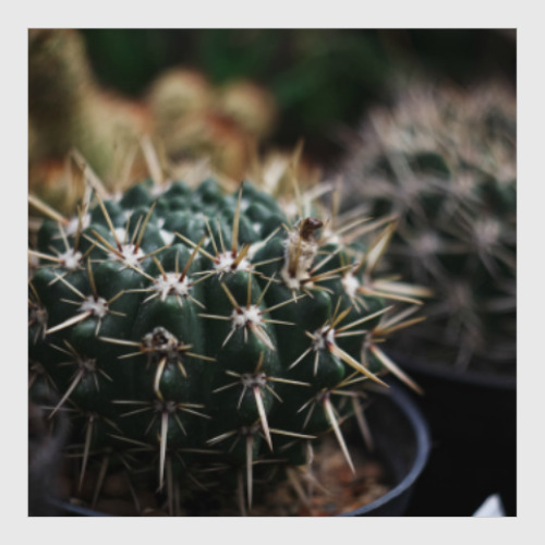 Постер с принтом кактус