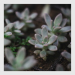 суккуленты