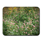  Поле клевера