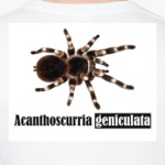 Acanthos