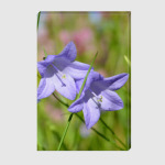 Колокольчики