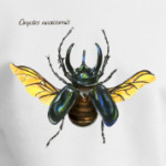 Oryctes nasicornis