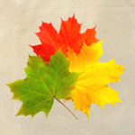  Кленовые листья