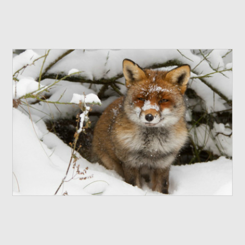 Постер с принтом Лиса