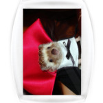 Дракула ёжик