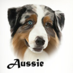 Австралийская овчарка Аусси