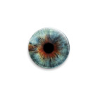 eye